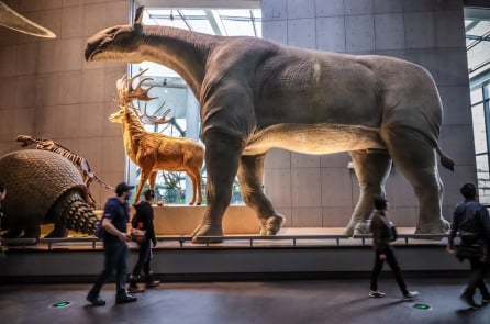 5 động vật có vú khổng lồ từng tồn tại thời tiền sử