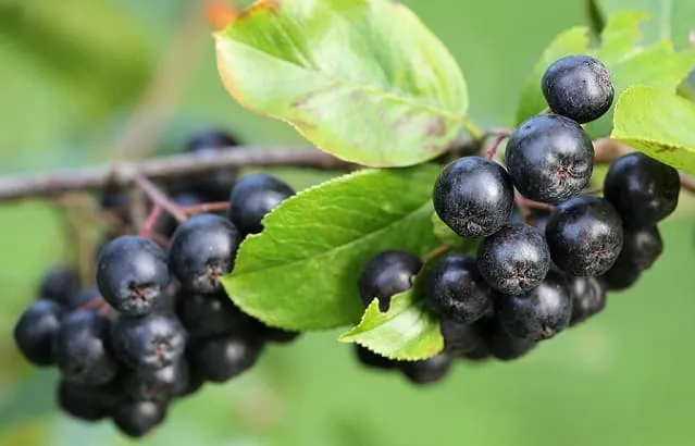 aronia