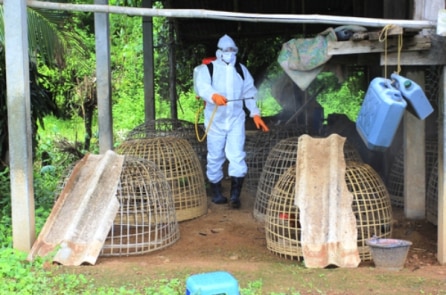 Dịch chồng dịch: Cúm gia cầm H5N1 bùng phát ở tỉnh Hồ Nam (Trung Quốc)