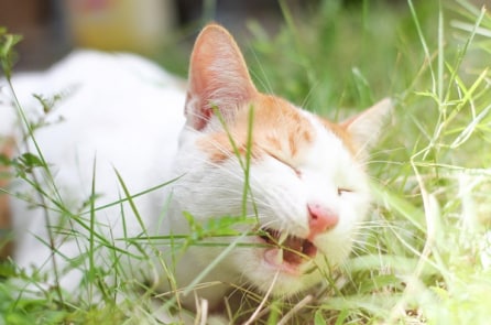 Vì sao mèo lại ăn cỏ?
