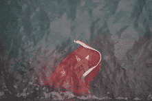 Người Hồng Kông ném quốc kỳ của ĐCSTQ xuống biển 