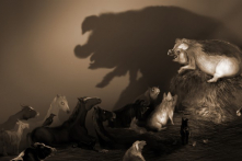 Hành vi bầy đàn (Herd behaviour)