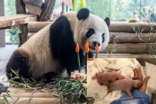 Cặp gấu trúc mới sinh ở Đức được đề nghị đặt tên là “Hong” và “Kong”