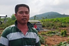 Vụ phá hàng ngàn cây keo: Đền bù 4.000 đồng/cây, người dân phản đối