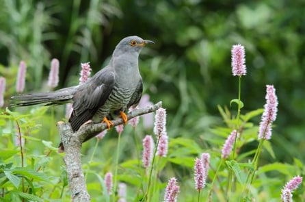 Bài học từ “hai con chim gáy”