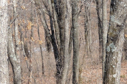 Bạn có tìm thấy con báo Amur trong bức ảnh này không?