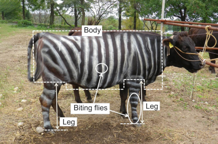 Nghiên cứu: Sơn “ngựa vằn” cho bò mang đến hiệu quả bất ngờ