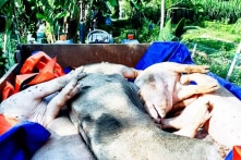 Khởi tố trưởng ban thú y ở Hải Dương vì ‘ăn’ tiền hỗ trợ dịch tả lợn châu Phi