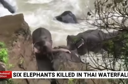 Bầy voi 6 con chết vì cứu nhau ở “thác địa ngục” Thái Lan