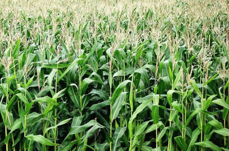 Giá trị của sự sẻ chia: 2 câu chuyện suy ngẫm