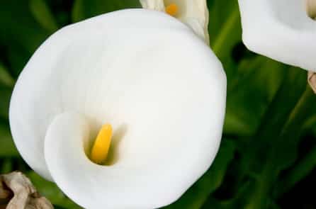 Loài hoa rất đẹp, nhưng chính phủ Úc lại muốn tiêu diệt