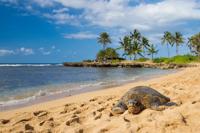 Oahu