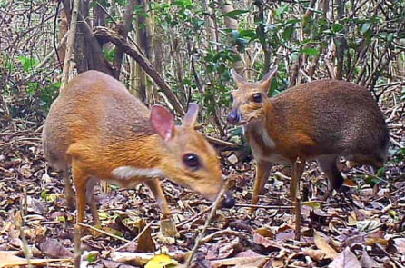 Việt Nam: Chụp được ảnh loài cheo cheo tưởng tuyệt chủng gần 30 năm qua