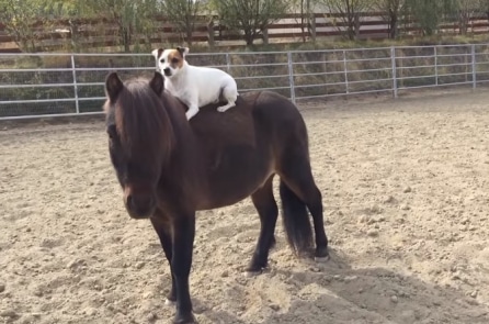 Kỳ thú: Chú chó cưỡi ngựa “siêu ngầu”