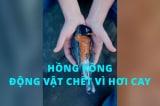 dong vat HK chet vi hoi cay