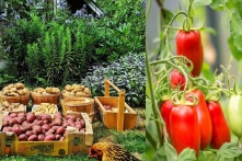 Dạo quanh trang trại ngập tràn rau củ sạch bên bờ vịnh Đảo Bowen