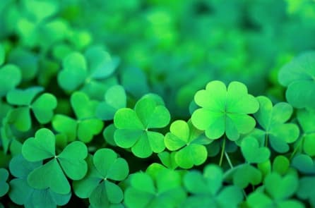 12 bí quyết giúp bạn xua đuổi bất hạnh, nắm bắt vận may