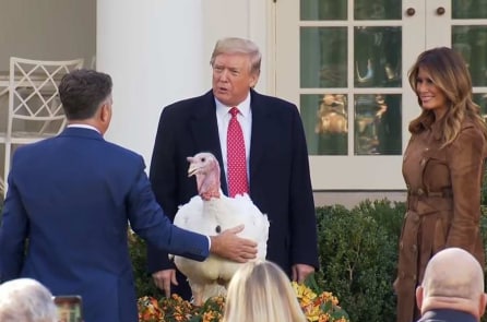 Tổng thống Trump ân xá gà tây trong dịp Lễ Tạ ơn