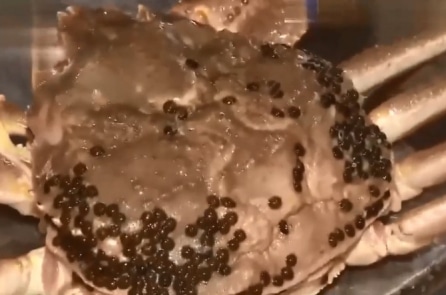 “Vua Cua” của Nhật có giá hơn 1 tỷ đồng, phá kỷ lục Guinness