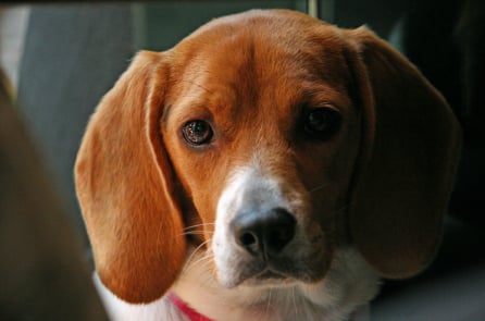 Chó ngửi được ung thư độ chính xác cao: Niềm hy vọng mới