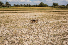 Phú Yên chi hơn 120 tỷ đồng khắc phục hạn hán