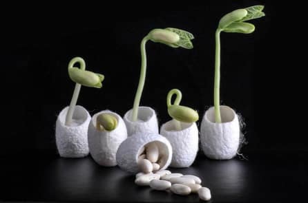 Kén tơ tằm nuôi vi khuẩn giúp hạt giống nảy mầm trong đất nhiễm mặn