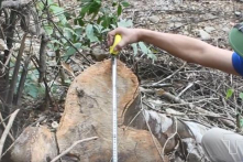 Thanh Hóa: Hàng loạt cán bộ kiểm lâm bị kỷ luật