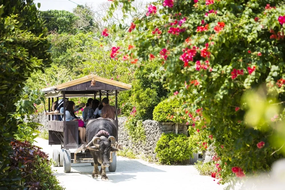 Okinawa – một hòn đảo ở Nhật thuộc khu vực sống thọ Blue Zone