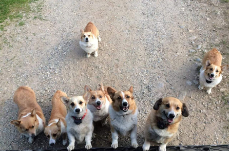 Ngắm các ‘vị khách’ động vật ‘siêu cute’ do nhân viên hãng UPS chụp