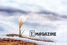 Ngày xuân cùng nghĩ chuyện “Vì sao phải thế?”