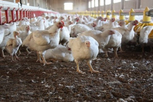 Trung Quốc bùng phát dịch cúm gia cầm H5N6 có khả năng lây sang người