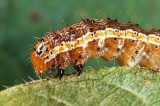 Spodoptera frugiperda worm