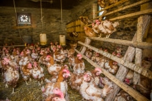 Ấn Độ báo cáo ca tử vong đầu tiên do cúm gia cầm H5N1