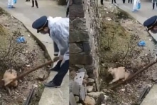 Thôn làng ở Ôn Châu sợ bị truyền nhiễm bệnh, toàn thôn giết chó