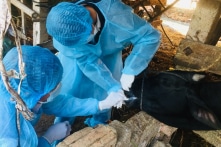 Dịch lở mồm long móng bùng phát tại Yên Bái