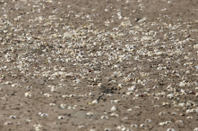 Hà Tĩnh: Ngao lại chết nổi trắng bãi