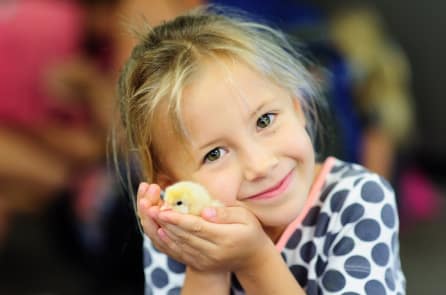 Chính quyền Indonesia cổ vũ trẻ em “nuôi gà con” thay vì chơi điện thoại