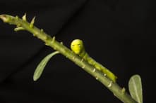 TQ: 80 triệu hecta đất trồng trọt bị đe dọa bởi sâu keo mùa thu