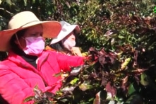 Sương muối khiến hàng trăm ha cà phê hư hại, thiệt hại gần 50 tỷ đồng