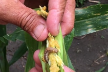 TQ: Sâu keo tấn công 8 tỉnh, chuyên gia lo lắng nông nghiệp thiệt hại lớn