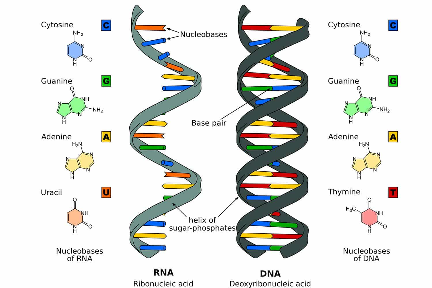 DNA RNA 58dacf2e5f9b584683a1c375