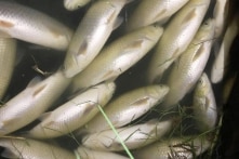 Cá chết trắng trên sông Chu