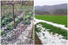 Điện Biên xảy ra mưa đá