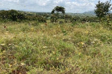 Kế hoạch ứng phó nạn châu chấu sa mạc của Trung Quốc