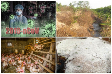 Đầu năm 2020: Việt Nam xuất hiện nhiều thiên tai, dịch bệnh