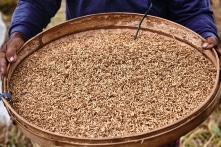 Tạm dừng thông quan xuất khẩu gạo