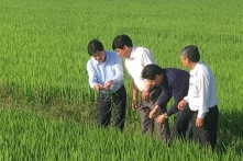 Bộ Nông nghiệp tăng cường bảo vệ 1,1 triệu ha lúa đông xuân