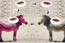 TQ cảnh giác trước dịch bệnh ngựa châu Phi và châu chấu sa mạc