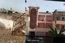 Ấn Độ chịu thảm họa châu chấu nghiêm trọng nhất 26 năm qua