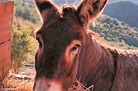 Chú lừa “òa khóc” khi gặp lại chủ sau 2 tháng xa cách do dịch bệnh